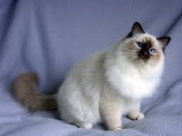20 Most Popular Long Haired Cat Breeds Samoreals Cat Breeds Long Hair Cat Breeds Popular Cat Breeds