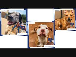 Trained therapy dogs at dallas's dallas/fort worth airport are hoping to help ease some of the stress of flying! Fort Worth It S Time To Clear The Shelters Dallas Tx Patch