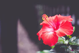 3840x2541 Flowers 4k Hd High Quality Wallpaper Hibiscus Flowers Flowers Hibiscus