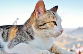 The aspca animal hospital (aah) operates to relieve suffering and provide lifesaving care for animals who have been victims of cruelty and neglect, and for cats and dogs whose owners are experiencing financial challenges. Indian Bend Animal Hospital Phoenix Arizona