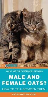 Boy Cat Vs Girl Cat Which Should You Choose Are You Torn Between The Two Genders When It Comes To Your Next Choice Of Fur Baby Cats Cat Advice Cat Parenting