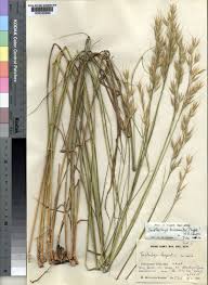 Image result for Tristachya lualabaensis