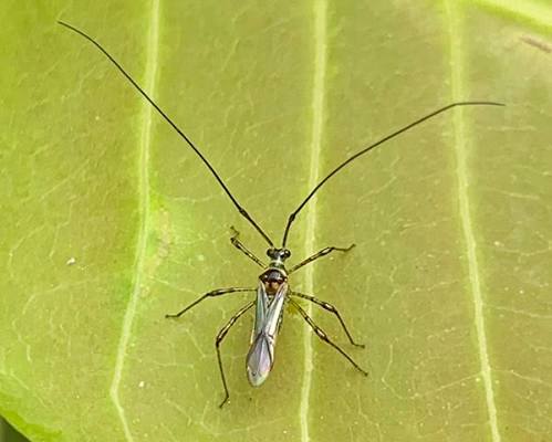 Những Sâu Bệnh Trên Sầu Riêng Con Thường Gặp
