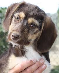 Zum schutz des neuen hundes und vor allem auch unseres rudels im minishelter halten wir hier. Mischling Anouk Welpe N Zuhause Gefunden Tierhilfe Korfu E V Happy Ends Archiv Von Zergportal De
