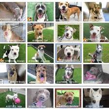 These dogs are available for adoption via aspca adoption center at 424 e. Urgent Rescue Needed These Are The Big Dogs That Are In Trouble At Oc Animal Care They Have Been At The Shelter For Months As Big Dogs Animals Cool Pets