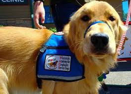 Types Of Service Dogs You Should Know Damnitstrue Service Dogs Assistance Dog Service Dog Training