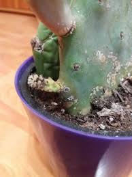This article about how to kill cactus will help you to make your yard free from these plants. Cactus And Succulents Forum Problems With A Cactus Garden Org