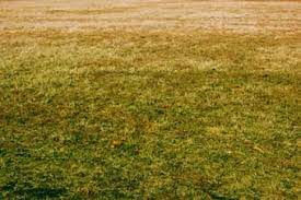 Killing grass with vinegar regular kitchen vinegar controls broadleaf weeds more effectively than grass and grassy weeds. Can You Regrow A Dead Lawn Lovetoknow