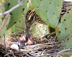 He is amazed at the number of eggs a spider can lay and wonders how they fit inside such a small animal. Nestwatch Elusive Roadrunner Captured On Film Nestwatch