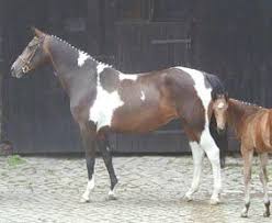 Image result for tbn:tVj6rqcH-AQR9M::www.pregonagropecuario.com.ar/images/caballo_overo.jpg