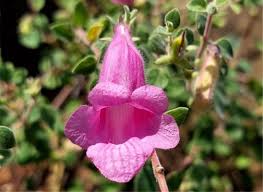 Image result for Ceratotheca sesamoides