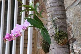 Mounted Dendrobium Orchids On My Palm Trees In Bloom Orchids Hanging Orchid Dendrobium Orchids
