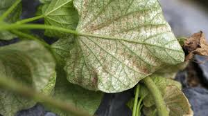 Image result for spider mites cucumber plants