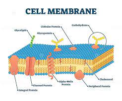 Cell Membrane With Labeled Educational Structure Scheme Vector Illustration Cell Membrane Cell Membrane Structure Membrane