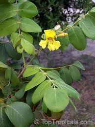 Image result for Markhamia obtusifolia