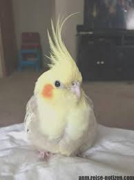 Fantastic Cost Free Pet Birds Cockatiel Thoughts Pet Birds Cockatiel Cute Birds