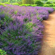 Check our reviews, buy your perfect perennials / groundcover plants with confidence! Walker S Low Nepeta Catmint Plants For Sale Fastgrowingtrees Com