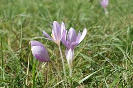 Mit der neuen herbstzeitlosen in den frühling! Herbstzeitlose Anschauen Ja Pflucken Und Kauen Nein Honnef Heute Nachrichten Aus Bad Honnef