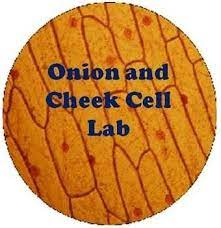 To isolate one particular protein from the estimated 10,000 different proteins in a cell is a daunting task that requires methods both for separating proteins and for detecting the presence of specific proteins. Onion And Cheek Cell Lab Experiment Organelles Science Cells Learning Science Animal Science