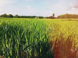 Qualifier » wet land where rice grows. Sawah Padi Terbentang Luas Stock Photo Picture And Royalty Free Image Image 21393318