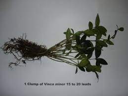 Vinca comes from the latin meaning to bind. Periwinkle