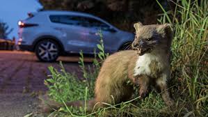 Vor allem, wenn sie dort rivalen erschnüffeln, sorgen sie aber für schaden an kabeln. Marder In Germany Wie Wir Ein Ungebetenes Raubtier Wieder Loswurden Ein Tagebuch
