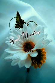 Jun 13, 2021 · good morning! á… Top 200 Good Morning Images To Kickstart Your Day
