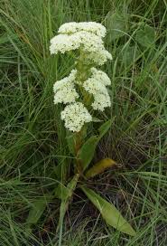 Image result for Crassula maputensis