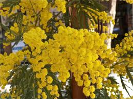 Check spelling or type a new query. Buona Festa Della Donna Insiders Italy