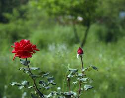 Roses were a particular favorite flower of arabella's. Zakir Hussain Rose Garden Chandigarh Get The Detail Of Zakir Hussain Rose Garden On Times Of India Travel