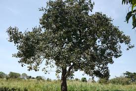 Image result for Vitex doniana