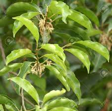 Image result for Mimusops elengi