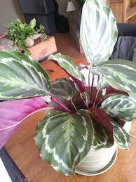 Native to africa, this unique looking kalanchoe has green leaves that are streaked with purple and maroon markings that appear horizontally across the leaves. Indoor Plant With Green And Purple Leaves Novocom Top