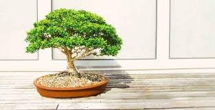 Ecco alcune cultivar adatte ad un interno: Bonsai Storia Cura Coltivazione E Acquisto Bintmusic It