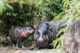 lani the pygmy hippo born march 18 at switzerland zoo zoo zooborns pygmy hippopotamus