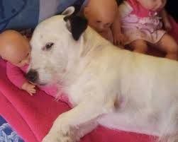 Il y a 1 semaine j'ai faillis perdre mon chien highland ,à cause de ces sales bestioles.il a malheureusement léché une. Temoignage Pres De Saint Brieuc Ces Chenilles Ont Tue Mon Chien Le Penthievre