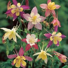 Image result for Aquilegia pompom mix