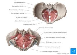 Muscles Of The Pelvic Floor Pelvic Floor Levator Ani Pelvis Anatomy