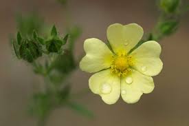 Image result for Potentilla recta