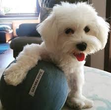 Ada Pet Hotel