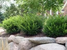 Evergreen shrubs are invaluable in the landscape for providing privacy and creating a sense of enclosure, not to mention creating winter interest. Evergreen Shrubs The Most Important Part Of Your Mixed Border Pretty Purple Door