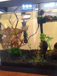 Provide supplemental water as needed in the spring, summer, and fall. How Do I Plant A Water Lily Bulb I Got One At Petco And They Were Floating My Aquarium Club
