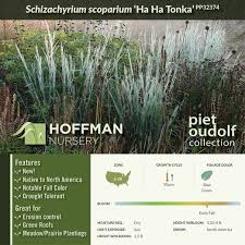 Image result for Tricalysia schliebenii