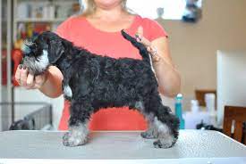 Just as a note, we use no guards to clip our miniature schnauzers (it's mentioned in the video, but towards th. Pupp Miniature Schnauzer Grooming With Ewa Ewa Highland Facebook