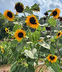 Image result for Helianthus annuus