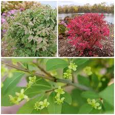 Image result for Bush