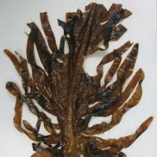 ワカメ 海藻 植物 市場魚貝類図鑑