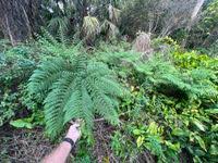 Image result for Pteris tripartita