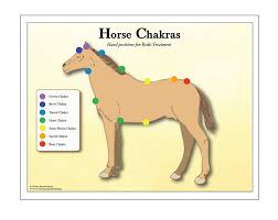 Horse Chakra Chart With Reiki Hand Positions Equine