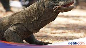 Contoh hewan mamalia khas indonesia bagian tengah adalahâ€¦. Persebaran Fauna Di Indonesia Bagian Barat Dan Tengah